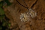 Tridax procumbens