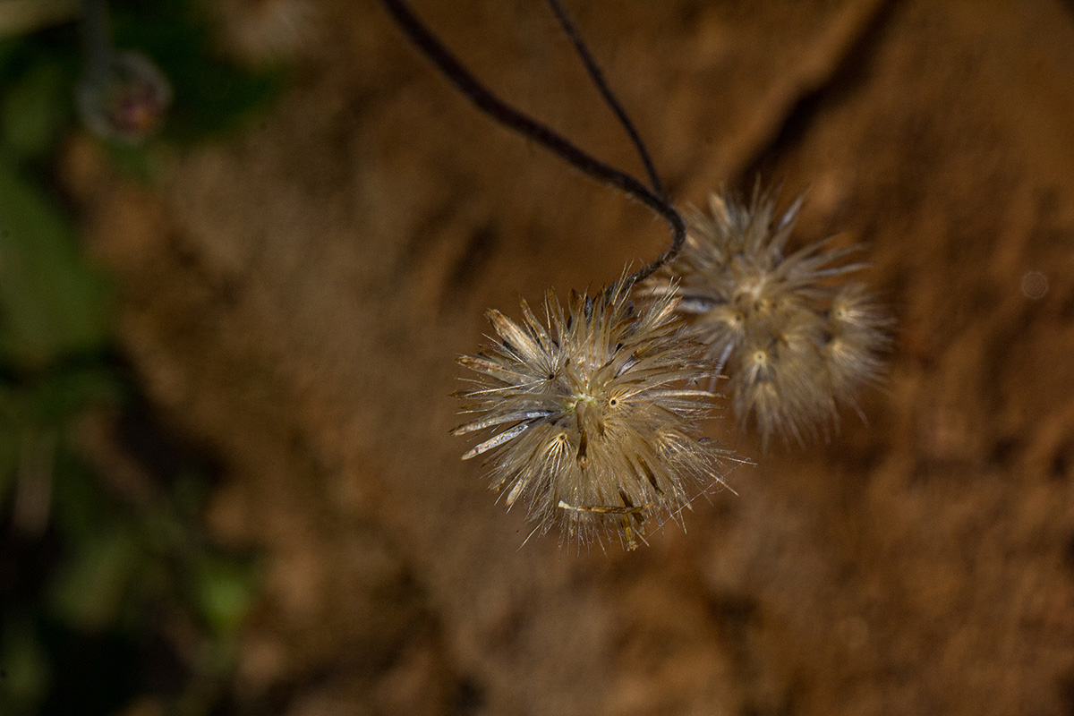 Tridax procumbens
