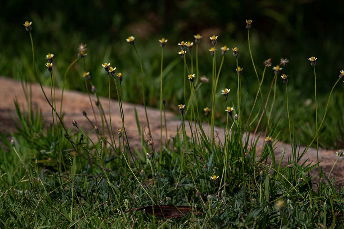 Tridax procumbens Tridax procumbens