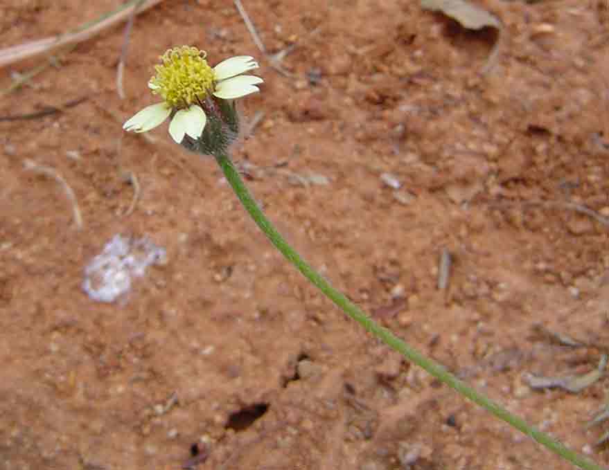Tridax procumbens Tridax procumbens