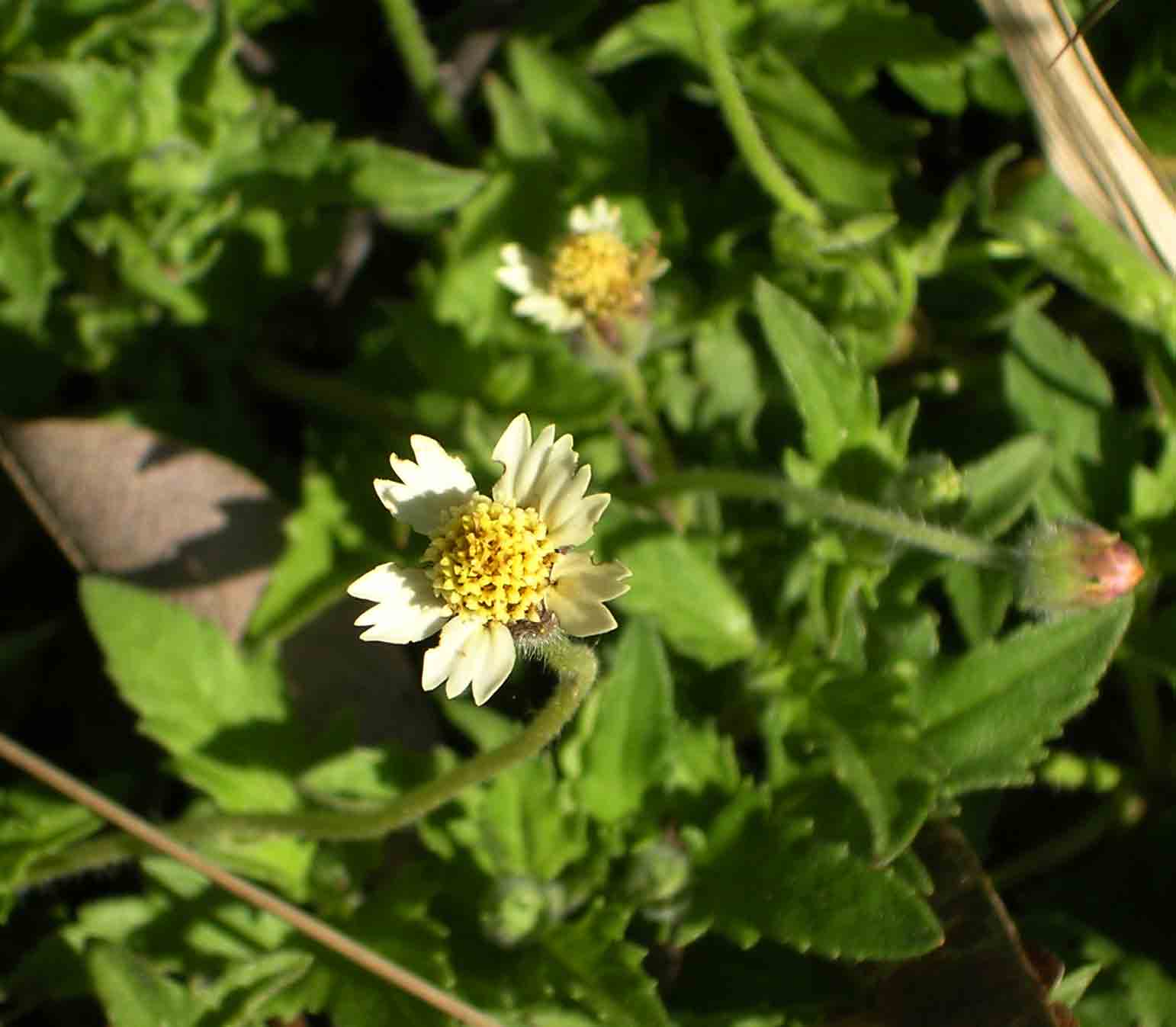 Tridax procumbens Tridax procumbens