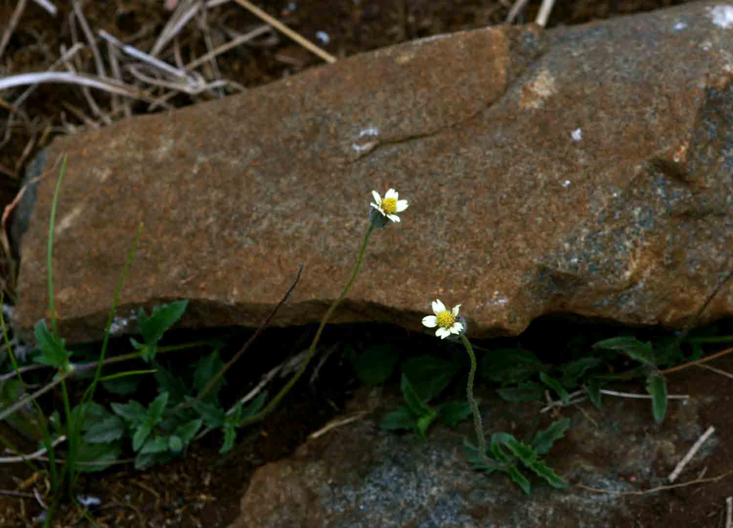 Tridax procumbens Tridax procumbens