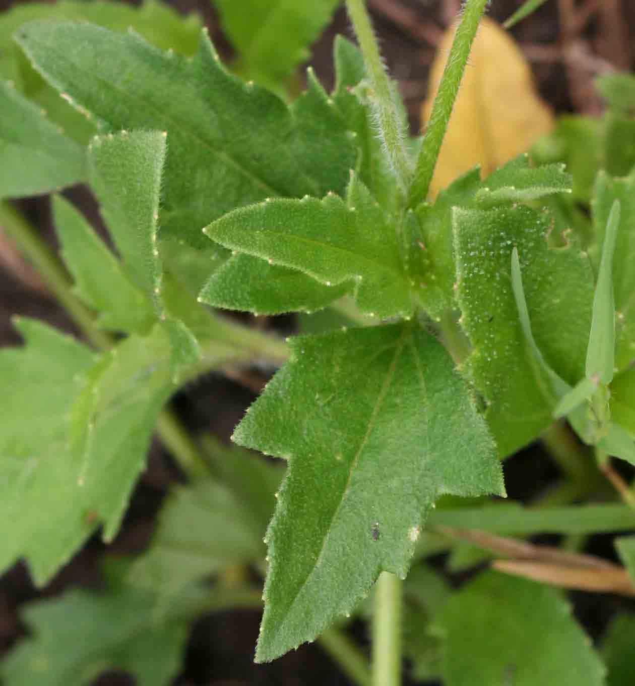 Tridax procumbens Tridax procumbens