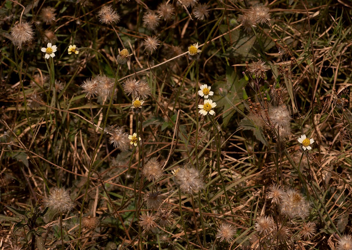 Tridax procumbens Tridax procumbens