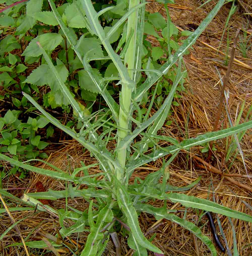 Sonchus schweinfurthii Sonchus schweinfurthii