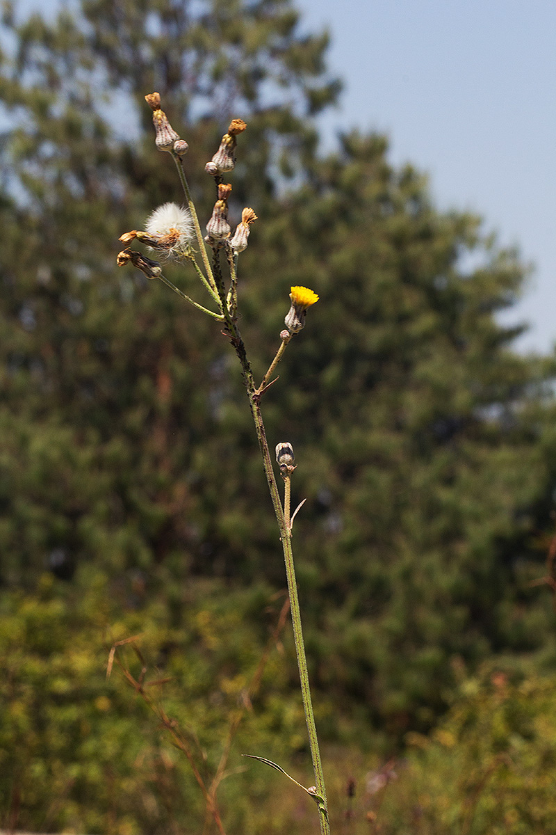 Sonchus schweinfurthii Sonchus schweinfurthii