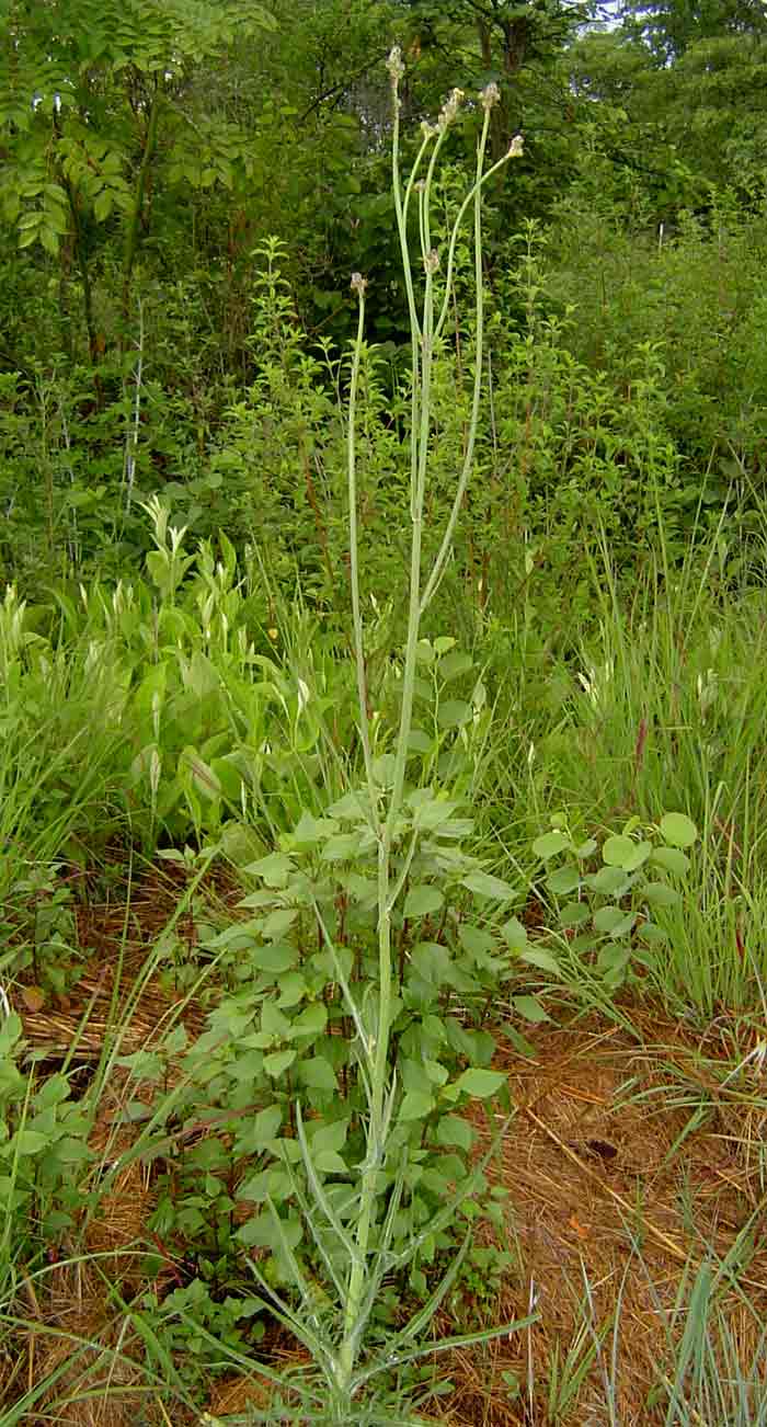 Sonchus schweinfurthii Sonchus schweinfurthii