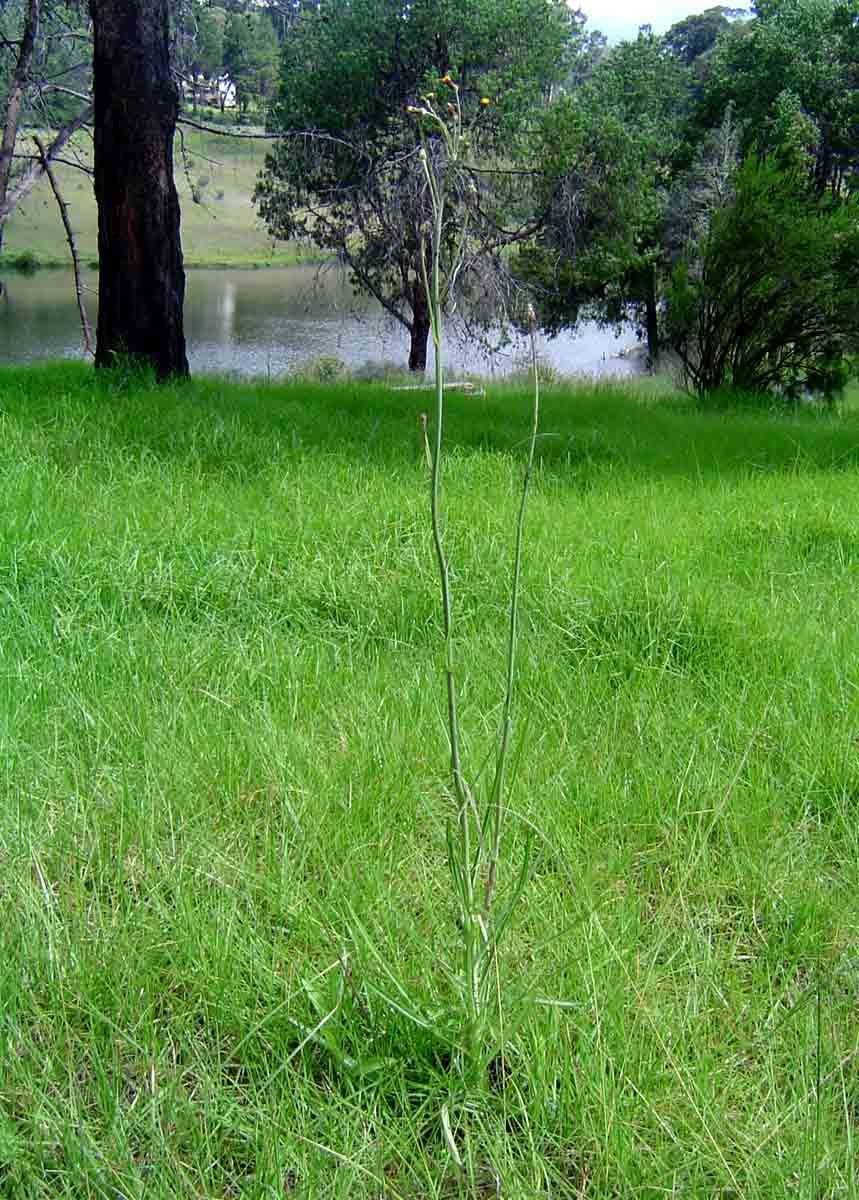 Sonchus schweinfurthii Sonchus schweinfurthii