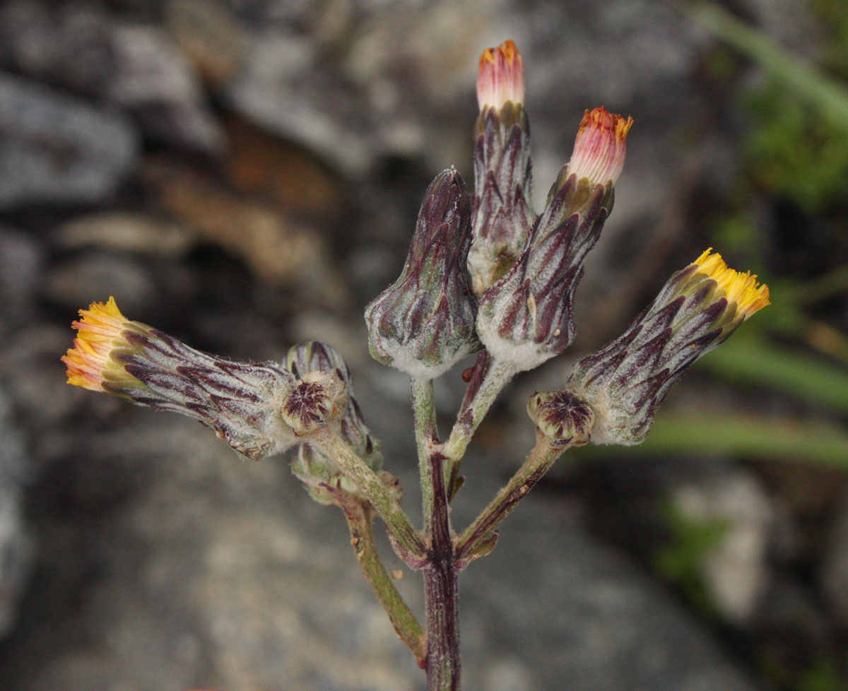 Sonchus schweinfurthii Sonchus schweinfurthii