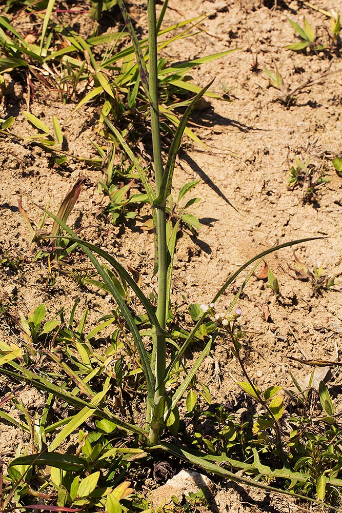 Sonchus schweinfurthii Sonchus schweinfurthii