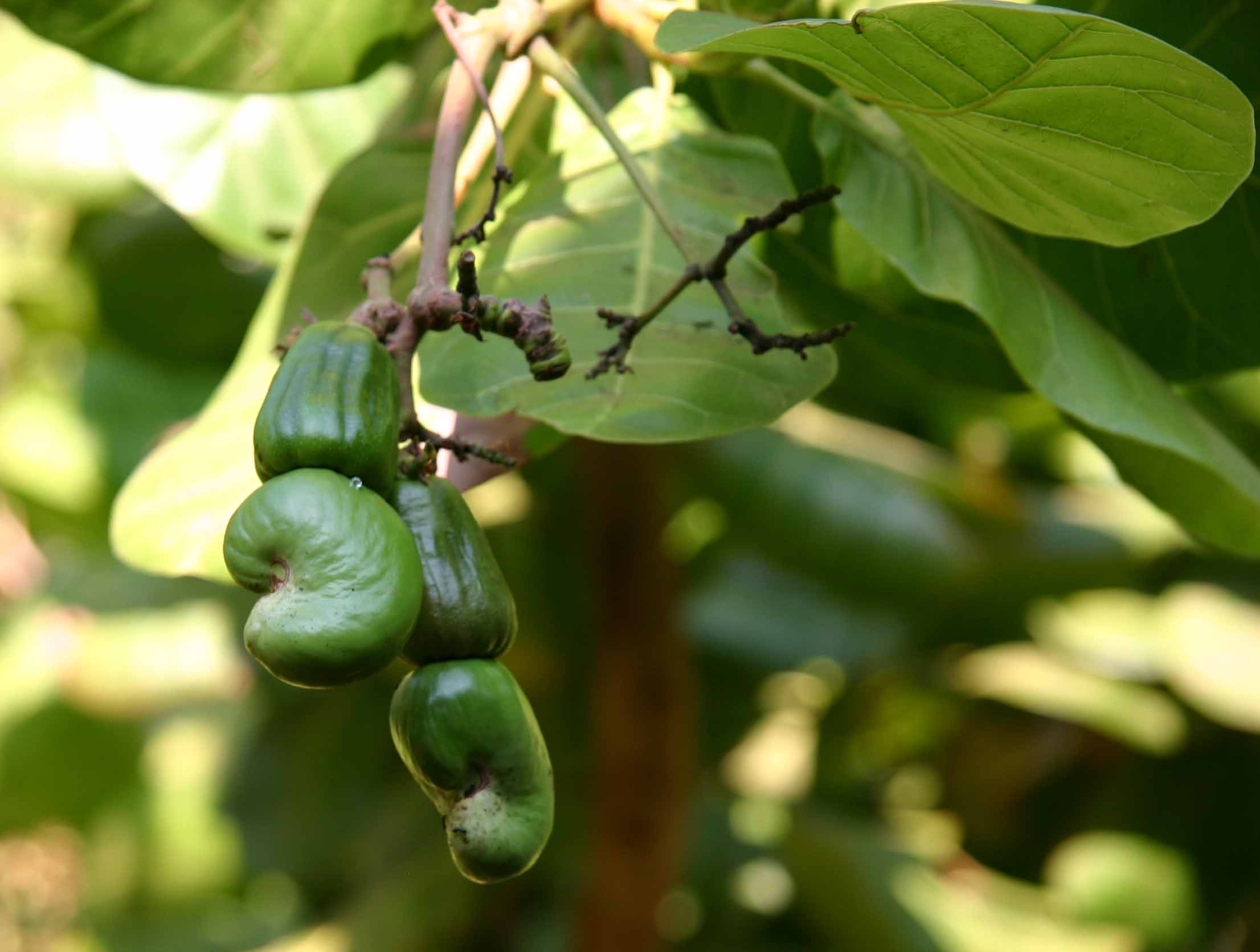 Anacardium occidentale Anacardium occidentale