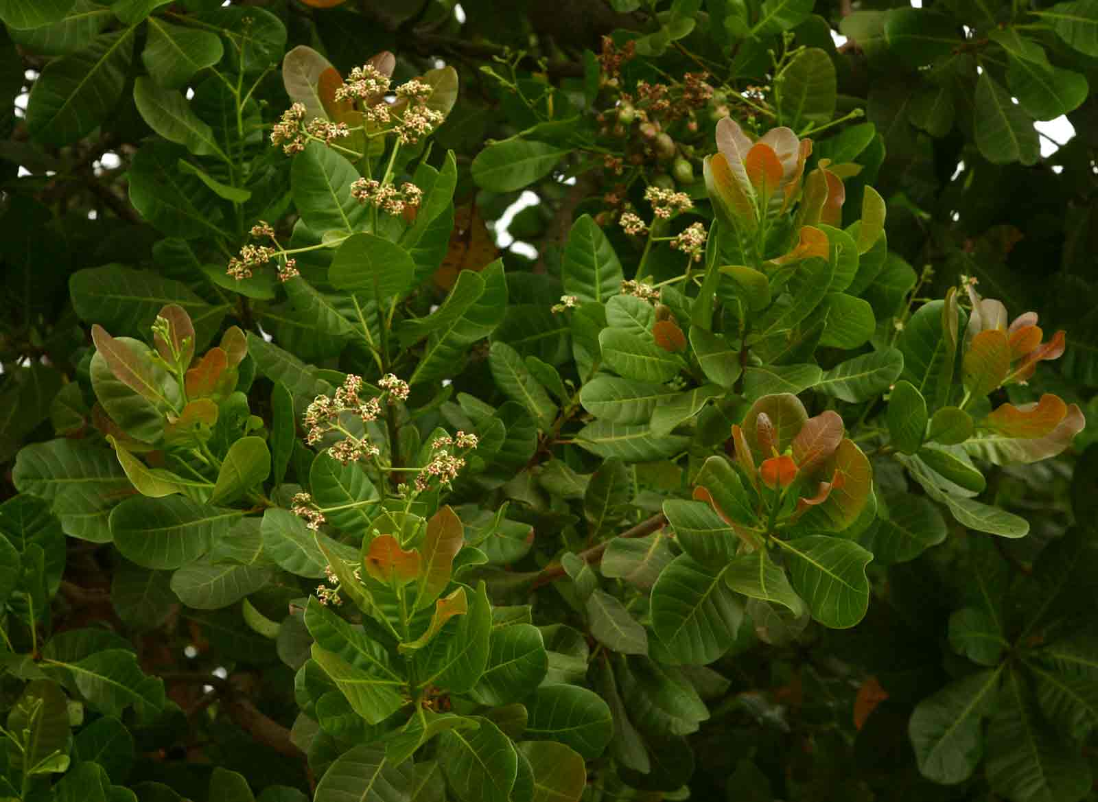 Anacardium occidentale Anacardium occidentale