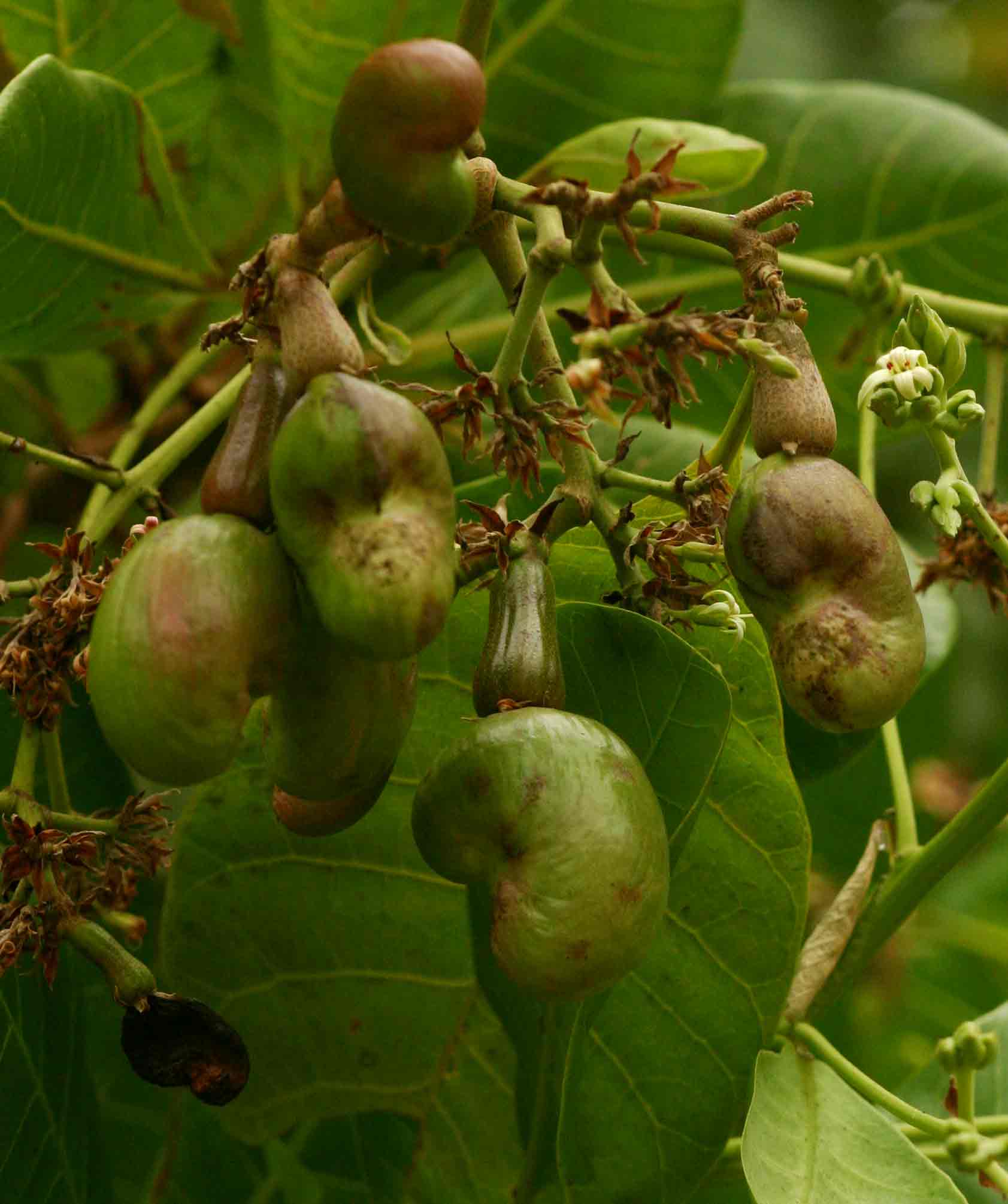 Anacardium occidentale Anacardium occidentale