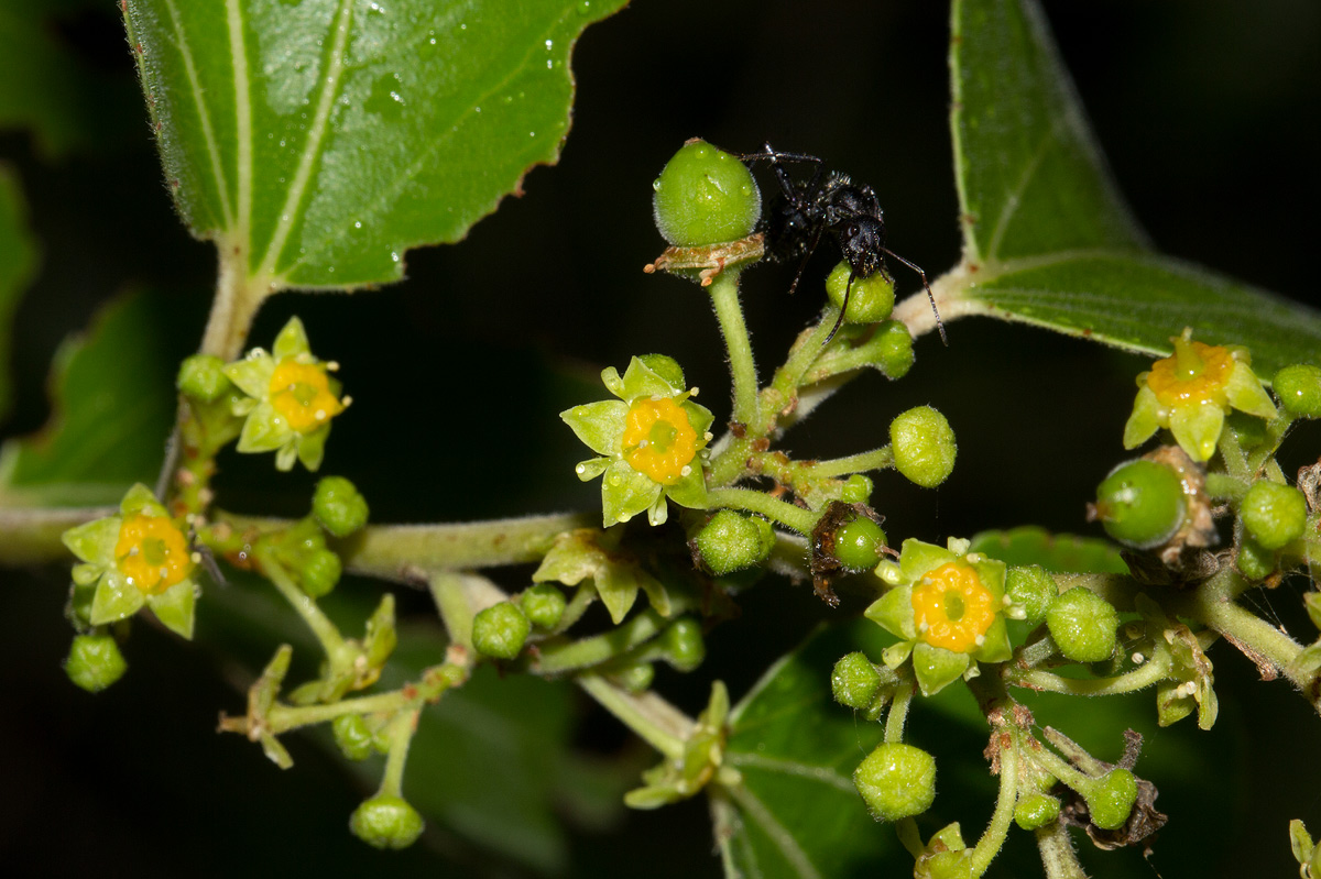 Ziziphus mucronata Ziziphus mucronata