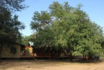 Ziziphus mucronata