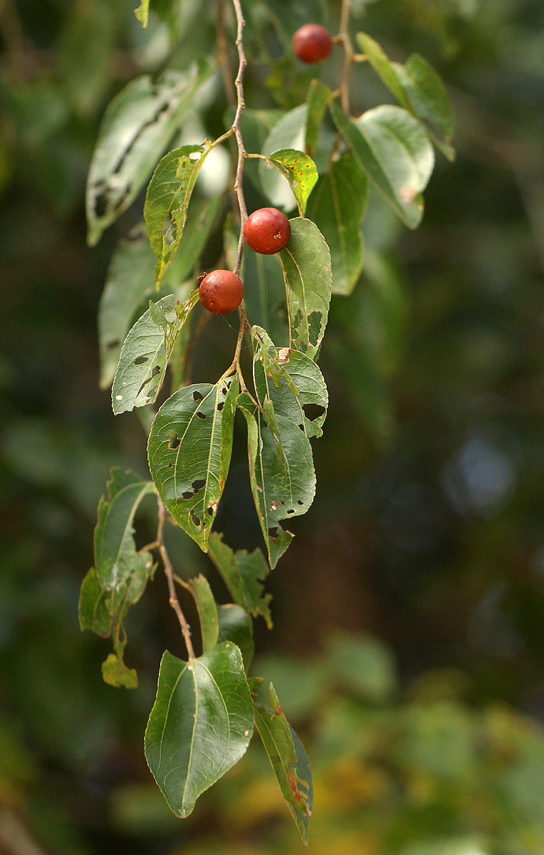Ziziphus mucronata Ziziphus mucronata