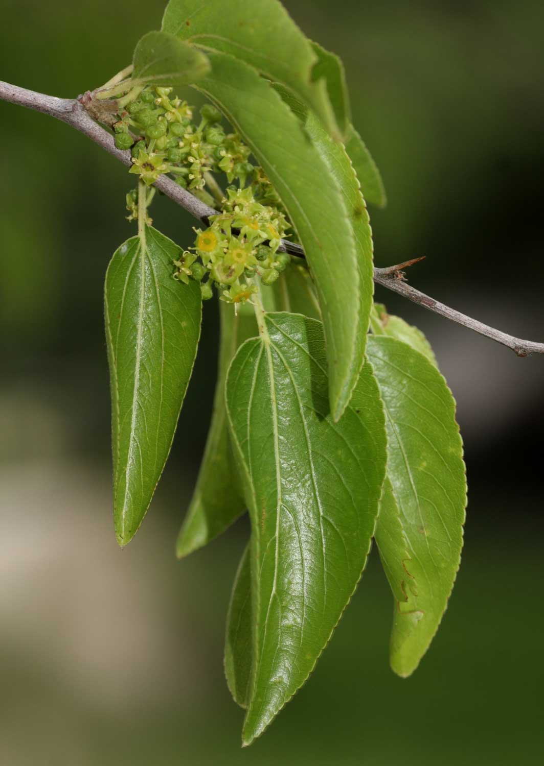 Ziziphus mucronata Ziziphus mucronata