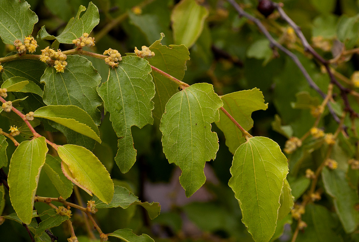 Ziziphus mucronata Ziziphus mucronata