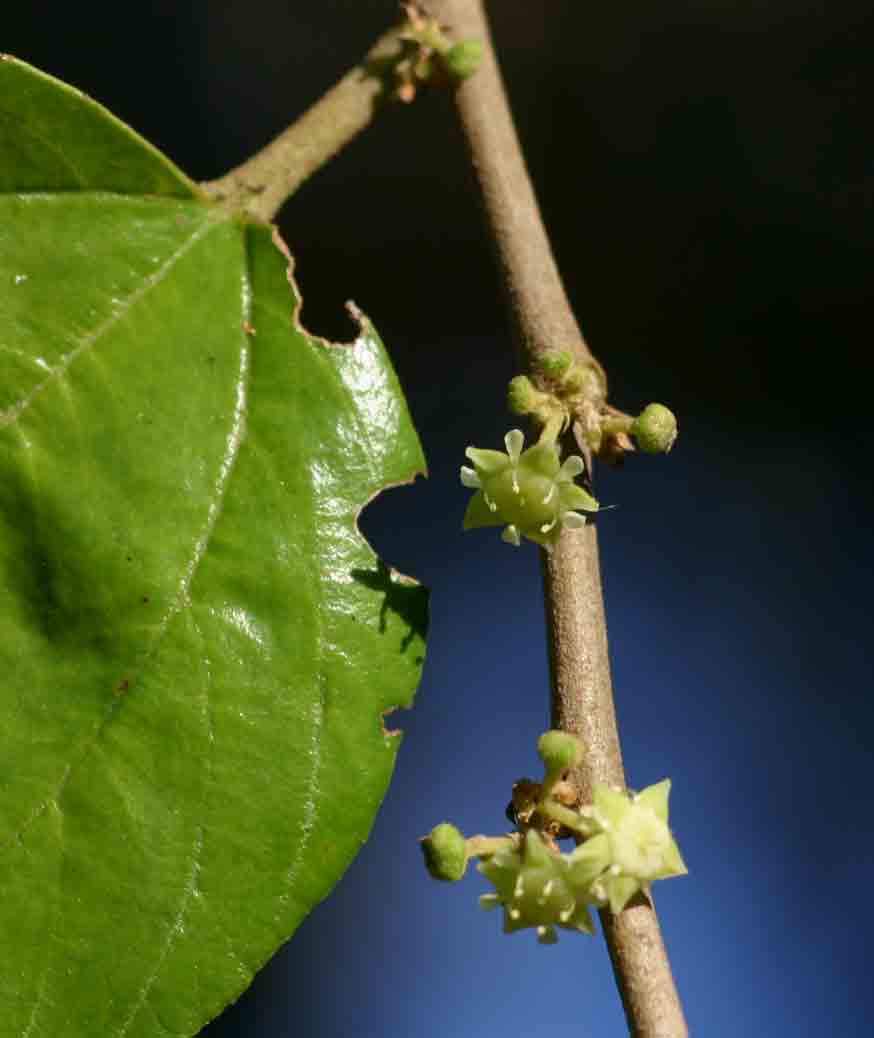 Ziziphus mucronata Ziziphus mucronata