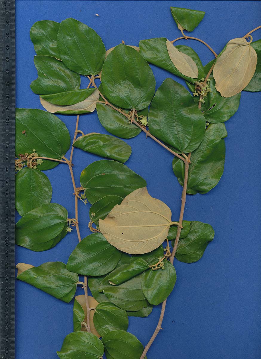 Ziziphus mucronata Ziziphus mucronata