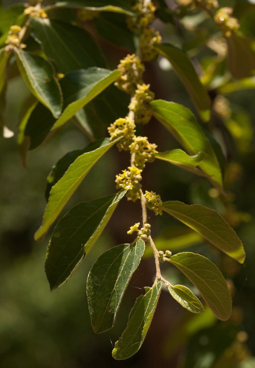 Ziziphus mucronata Ziziphus mucronata