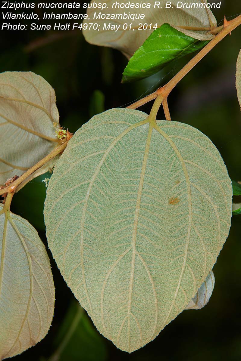 Ziziphus mucronata Ziziphus mucronata