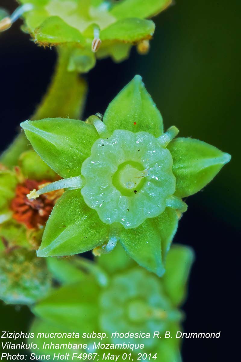 Ziziphus mucronata Ziziphus mucronata