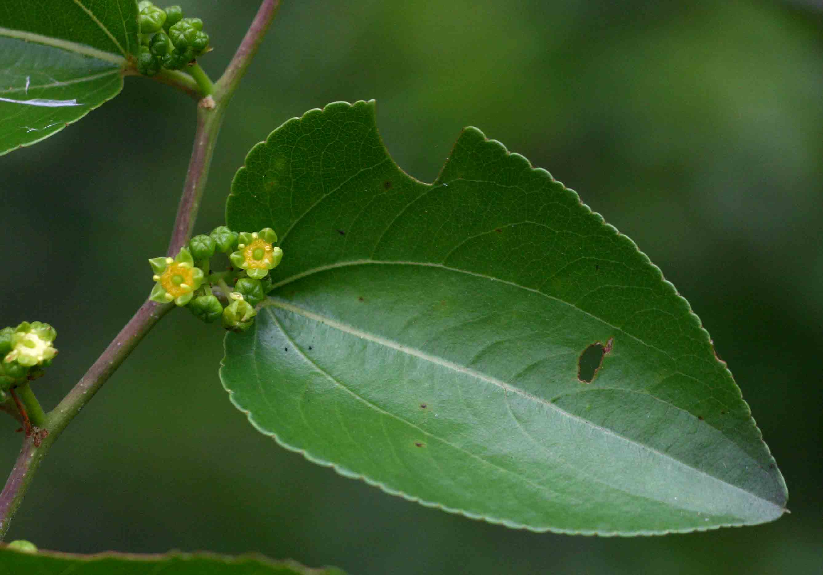 Ziziphus mucronata Ziziphus mucronata