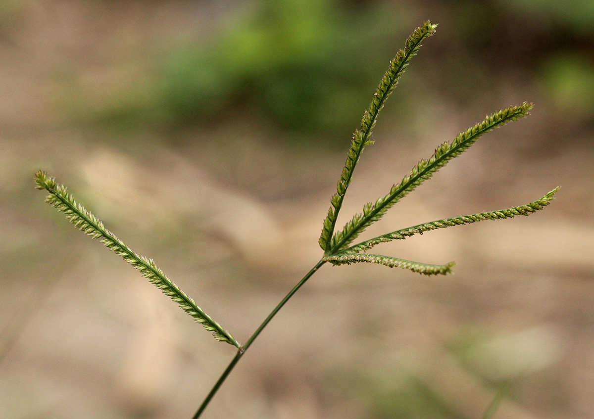 Eleusine indica