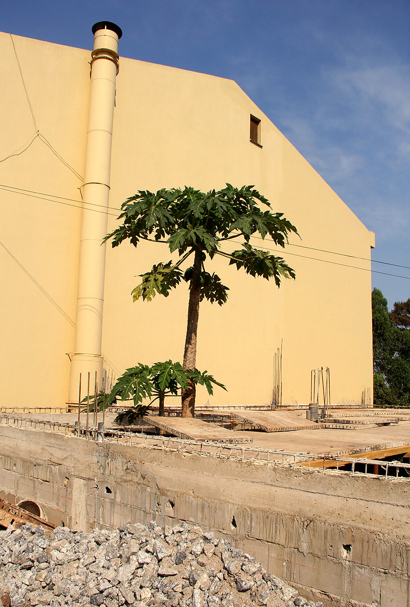 Carica papaya