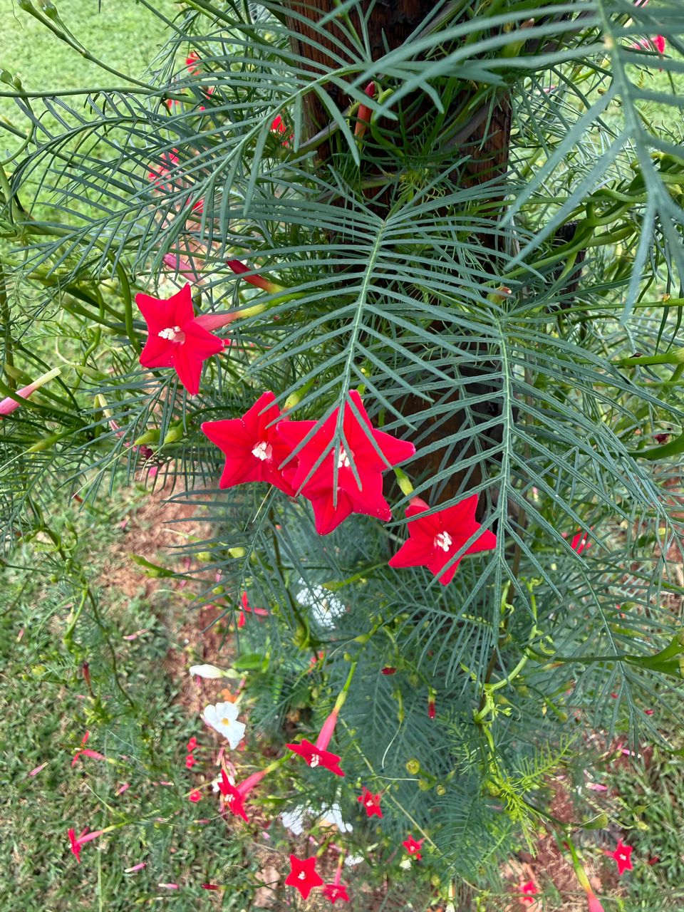 Ipomoea quamoclit