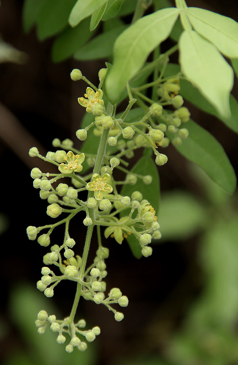Harrisonia abyssinica Harrisonia abyssinica