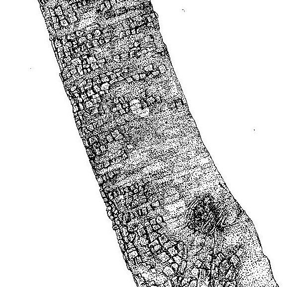 Julbernardia paniculata Julbernardia paniculata
