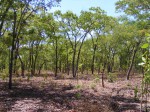 Julbernardia paniculata