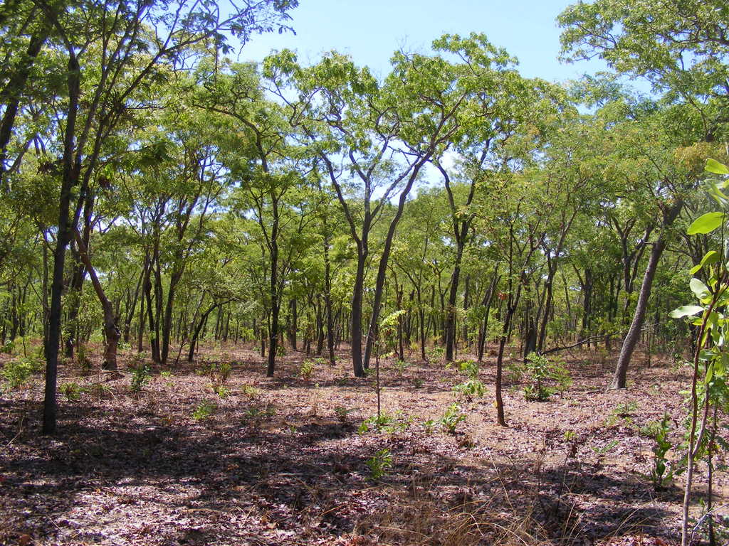 Julbernardia paniculata Julbernardia paniculata