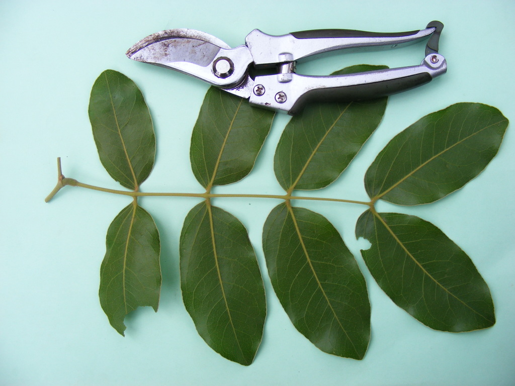 Julbernardia paniculata Julbernardia paniculata