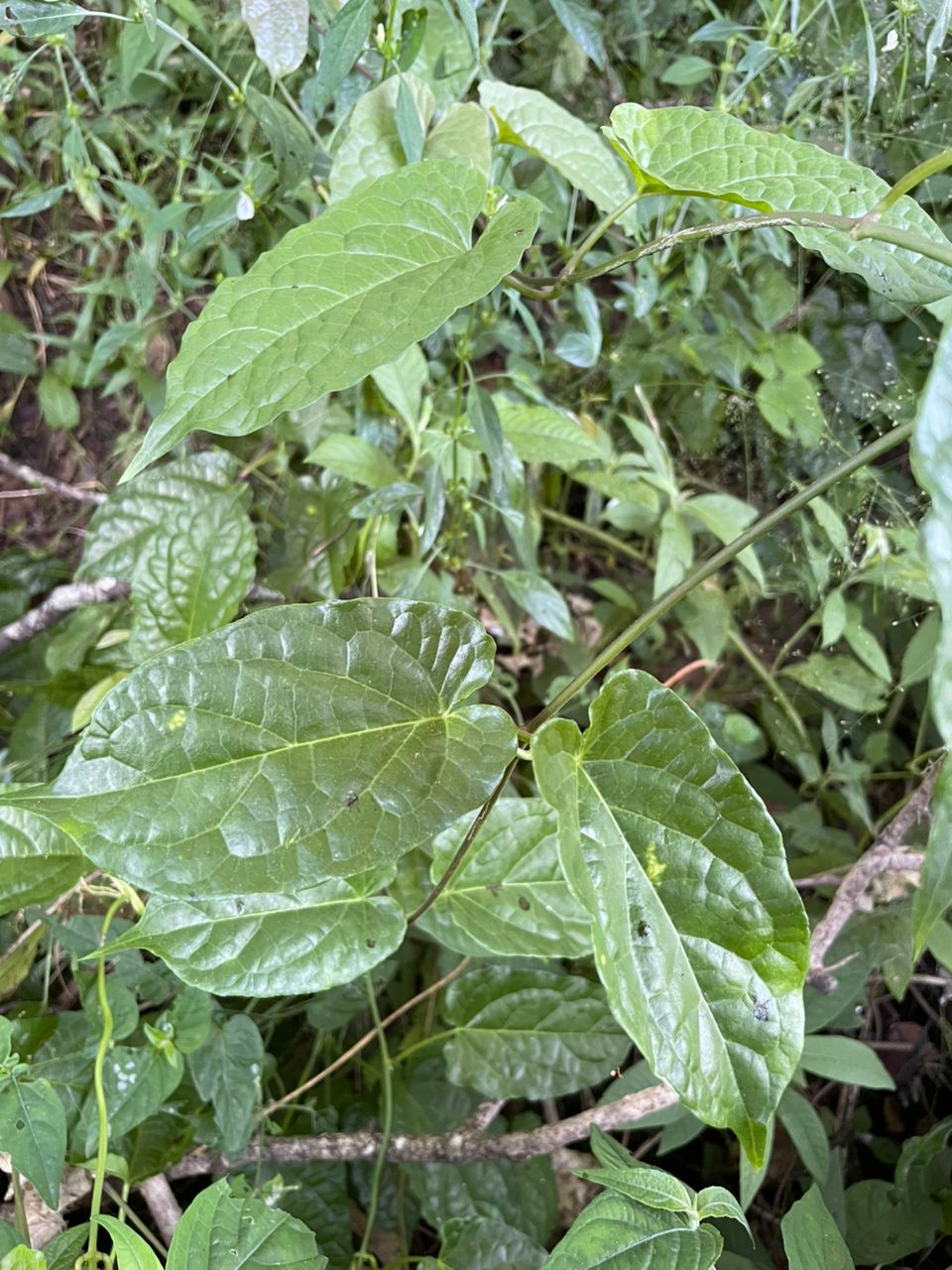 Vincetoxicum conspicuum Vincetoxicum conspicuum