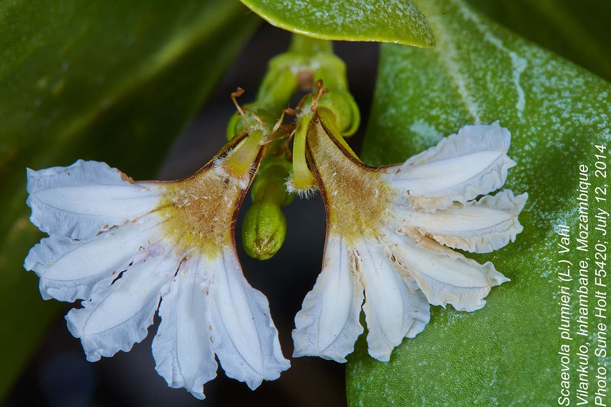 Scaevola plumieri Scaevola plumieri