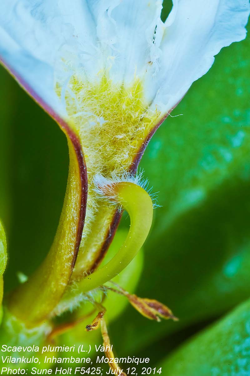 Scaevola plumieri Scaevola plumieri