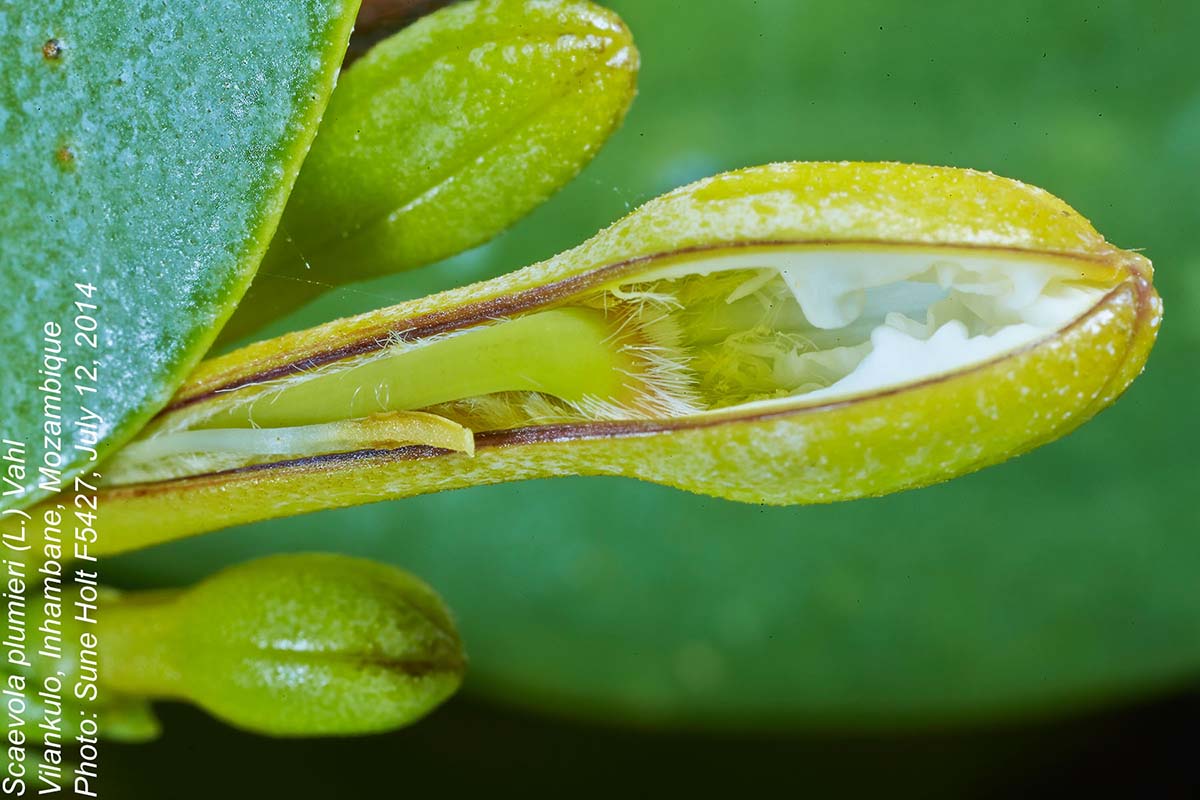 Scaevola plumieri Scaevola plumieri