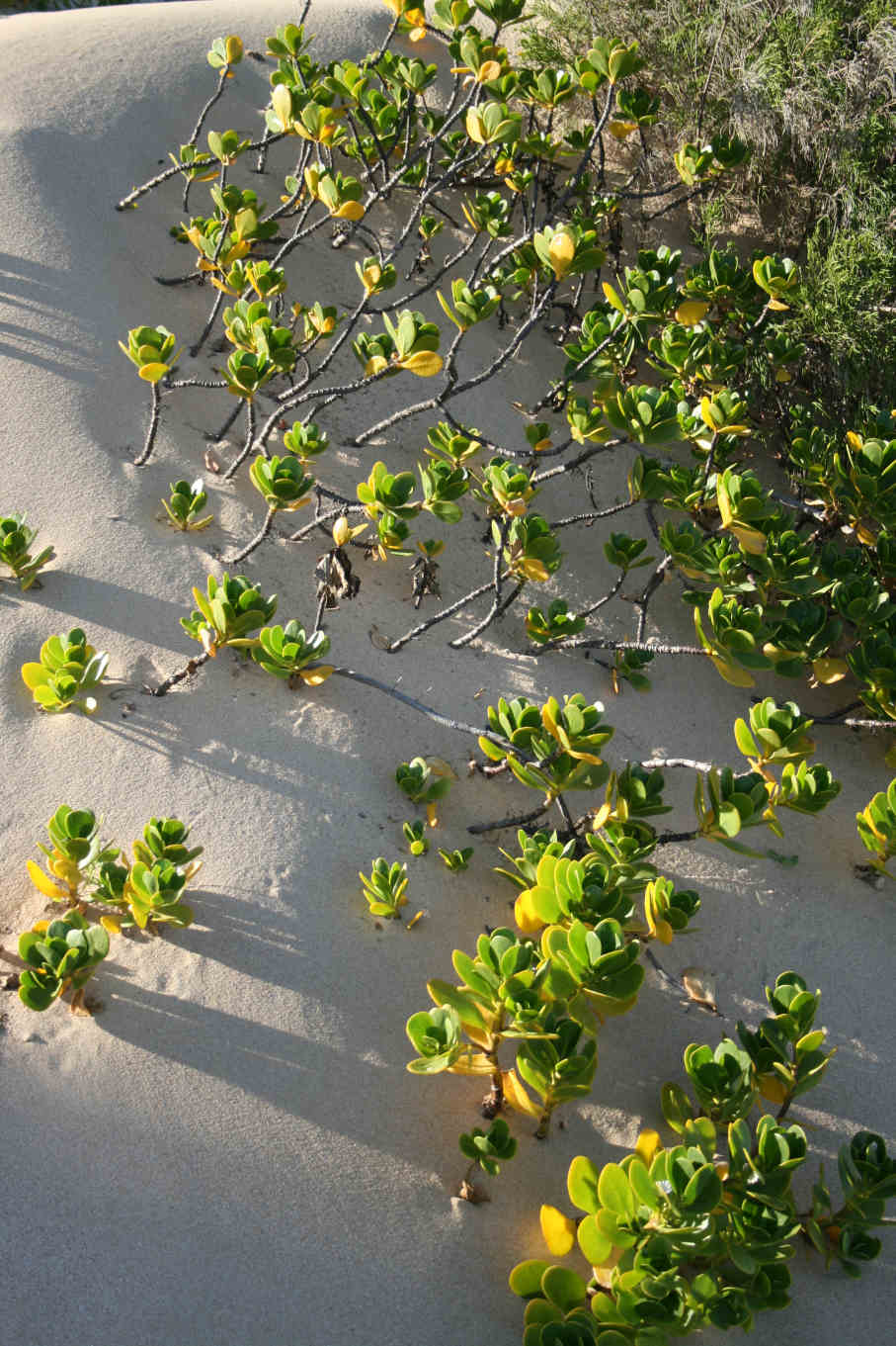 Scaevola plumieri Scaevola plumieri