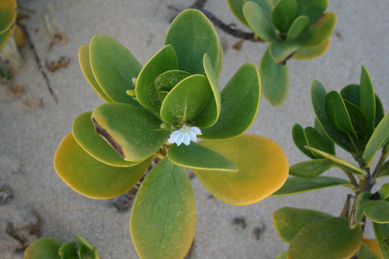 Scaevola plumieri Scaevola plumieri