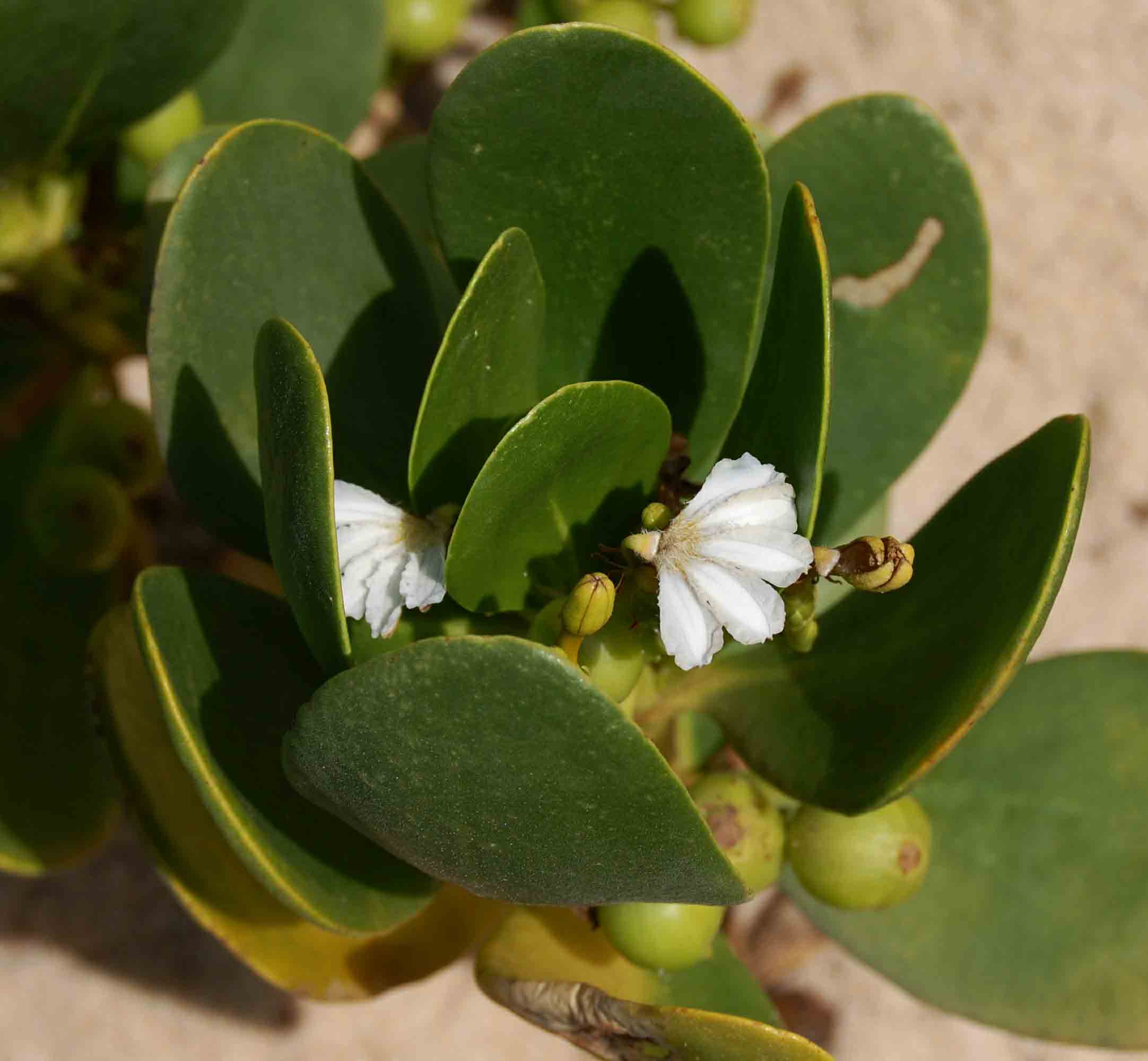 Scaevola plumieri Scaevola plumieri