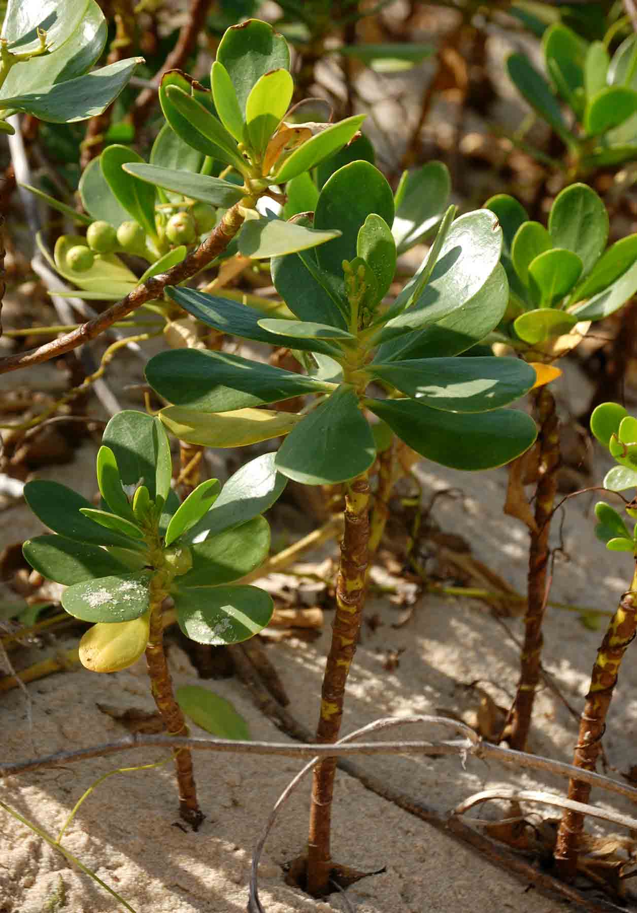 Scaevola plumieri Scaevola plumieri