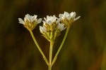 Schinziella tetragona