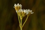 Schinziella tetragona