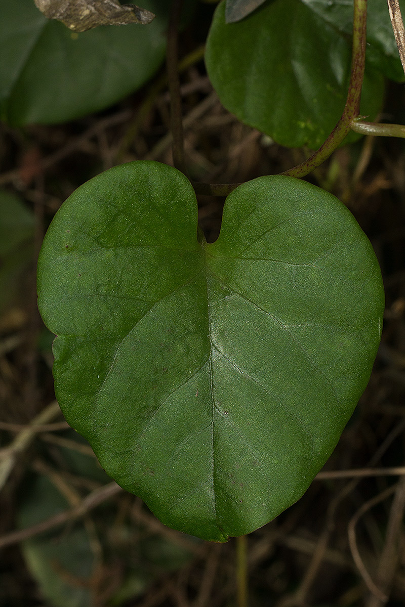 Basella alba Basella alba