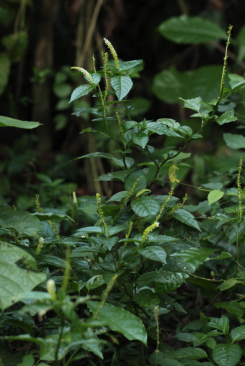 Hilleria latifolia Hilleria latifolia