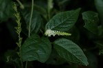 Hilleria latifolia