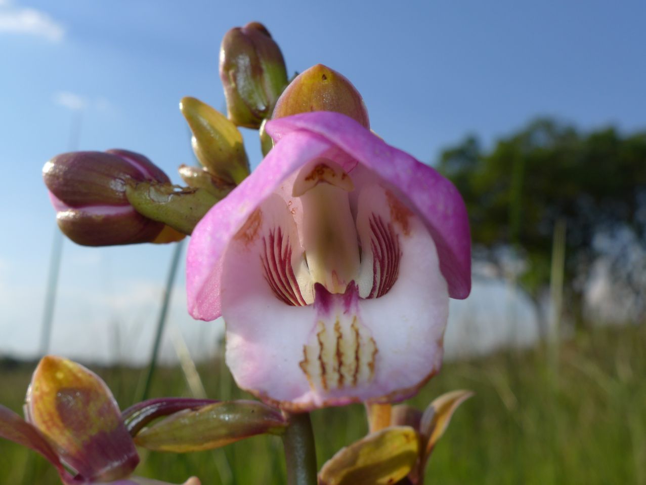 Eulophia latilabris Eulophia latilabris